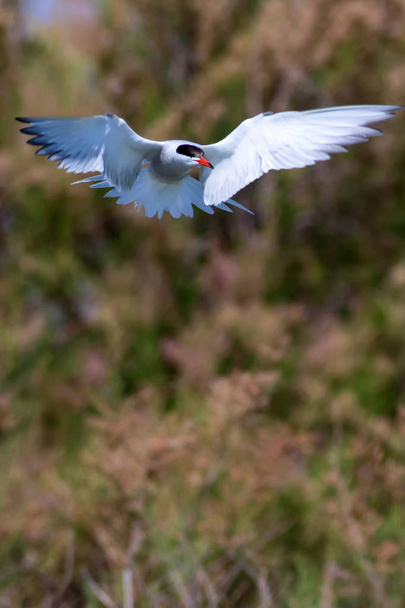 Vliegende vogel. Blauwe hemel natuur achtergrond. Gemeenschappelijke vogel: Common tern. Sterna hirundo. - Foto, afbeelding
