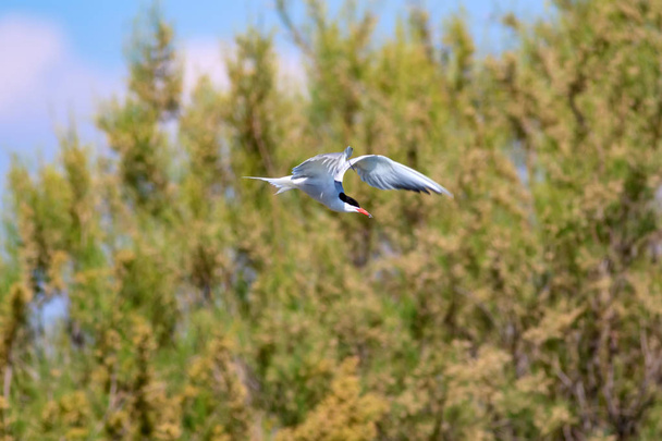 Vliegende vogel. Blauwe hemel natuur achtergrond. Gemeenschappelijke vogel: Common tern. Sterna hirundo. - Foto, afbeelding