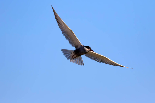 Vliegende vogel. Blauwe hemel achtergrond. Gemeenschappelijke vogel: Common tern. Sterna hirundo.  - Foto, afbeelding