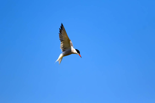 Pájaro volador. Fondo cielo azul. Pájaro común: Common Tern. Sterna hirundo
.  - Foto, imagen