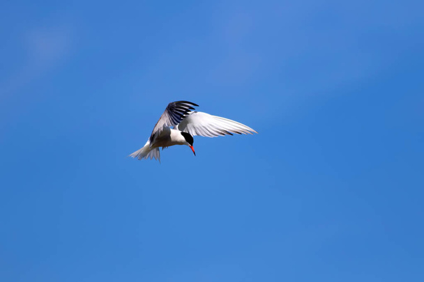 Flying bird. Blue sky background. Common bird: Common Tern. Sterna hirundo.  - Photo, Image