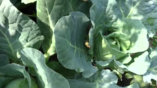 Yakınlaştırma lahana tanıtım dikti - Video, Çekim