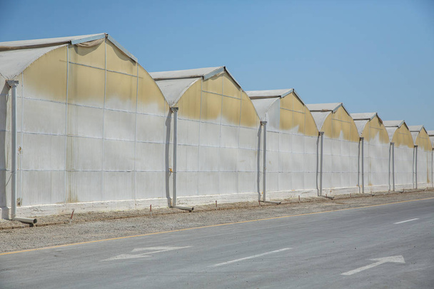 Invernaderos comerciales de vidrio en Azerbaiyán. Producción industrial de alta tecnología de verduras y flores. Invernaderos y una carretera asfaltada en Westland en Azerbaiyán
. - Foto, imagen