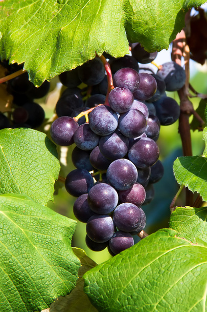 Raisins violets sur la vigne
 - Photo, image