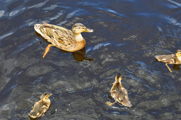 Un troupeau de nombreux beaux oiseaux aquatiques sauvages de canards avec des poussins canetons avec bec et ailes nage sur le fond de l'eau dans le lac de la rivière étang mer et nénuphars verts
 - Photo, image