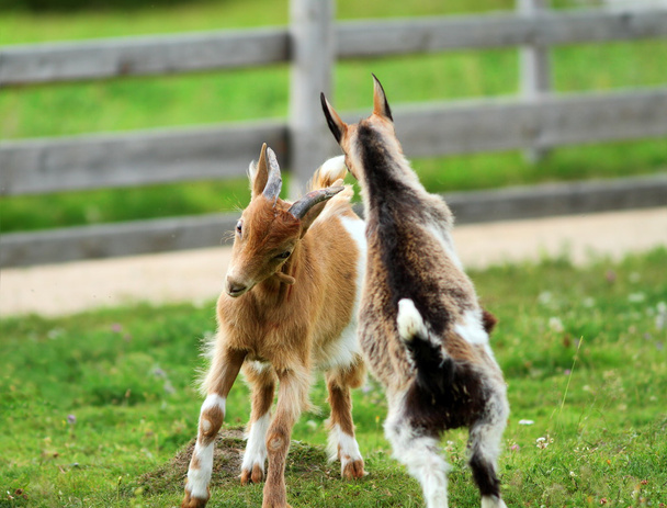 cabras jovens lutando
 - Foto, Imagem