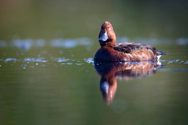 Zwemmen eend. Natuurlijke Lake habitat achtergrond. Vogel: Ferrugineuze eend. Aythya nyroca. - Foto, afbeelding