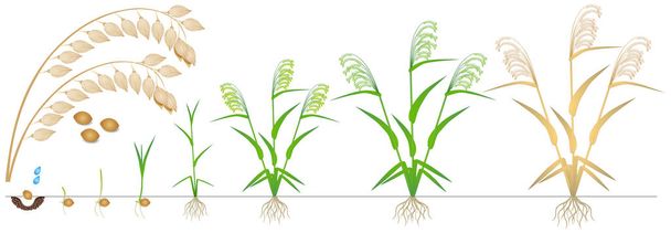 Wachstumszyklus einer Hirsepflanze auf weißem Hintergrund. - Vektor, Bild