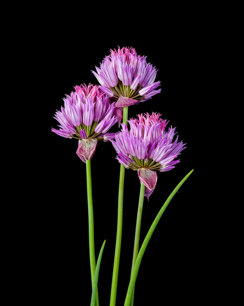 purple flower - Фото, изображение