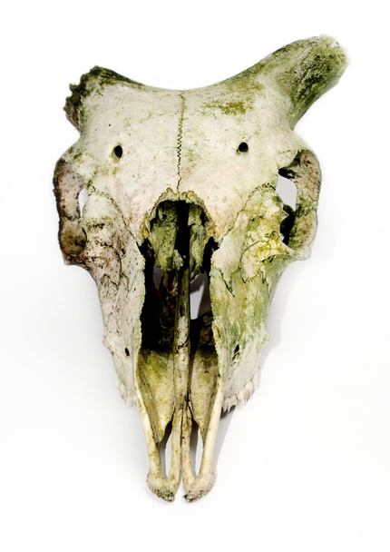 Cráneo de animal viejo con cuernos rotos otra vez
 - Foto, Imagen