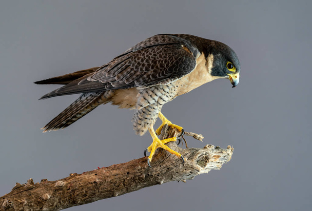 Falco pellegrino appollaiato su ramo con sfondo grigio chiaro
 - Foto, immagini