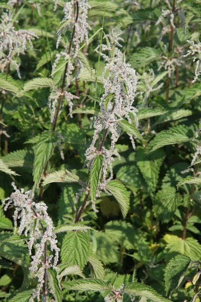 pungent and irritating nettle plants excellent for preparing a t - Photo, Image