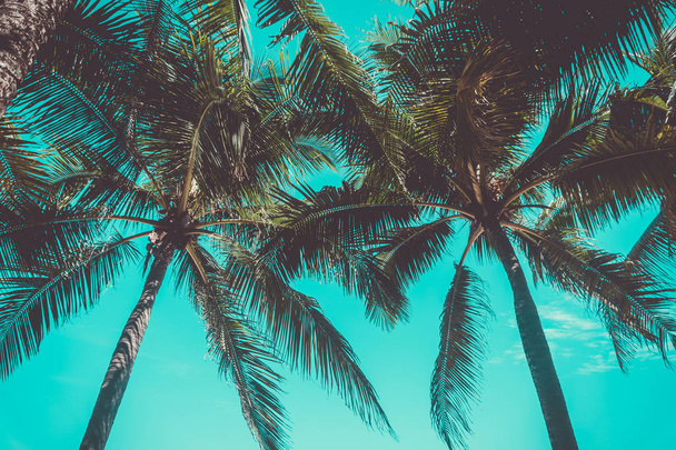 tropický Palmový list s bokeh modrá obloha a slunce světlé pozadí. - Fotografie, Obrázek
