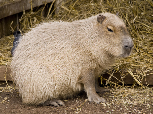 Lindo roedor capibara contra un bac de paja
 - Foto, imagen