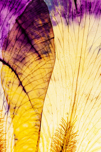 iris petals on the white background  - Fotografie, Obrázek