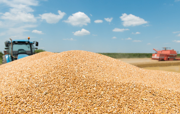 кучи зерна пшеницы
 - Фото, изображение