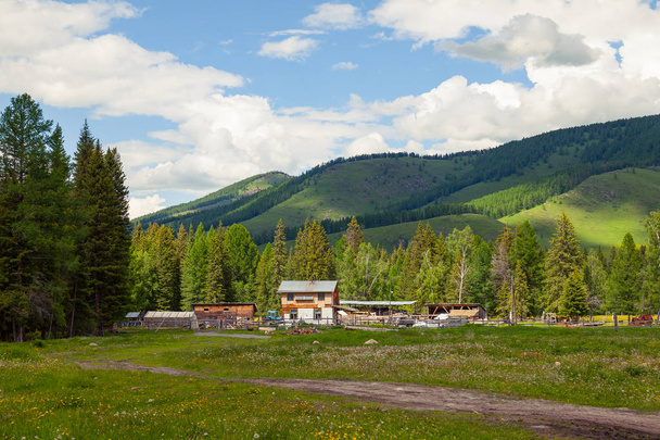 Мальовниче місце в горах Алтай з зеленими деревами і  - Фото, зображення