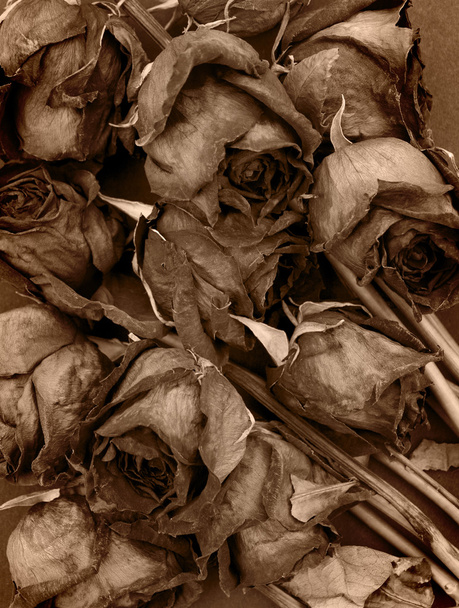 vintage stílusú régi szárított rózsák - Fotó, kép