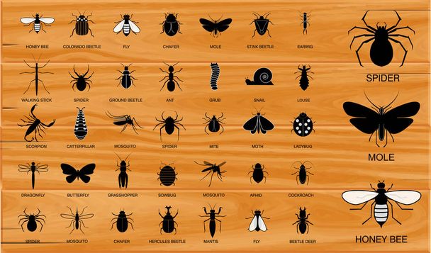 soubor různého hmyzu v siluetě na dřevěném pozadí s názvem hmyzu.     - Vektor, obrázek