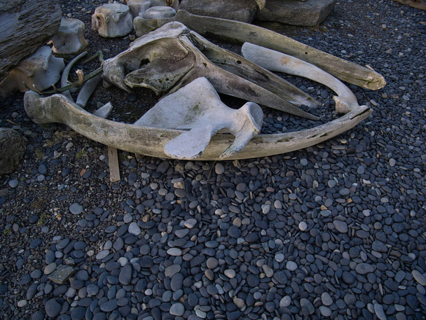 Vieux os pétrifié reste à Stokksness - Photo, image
