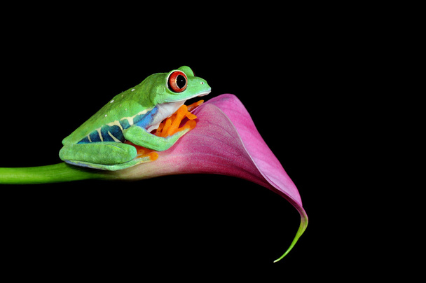 Red eyed tree frog - Фото, изображение