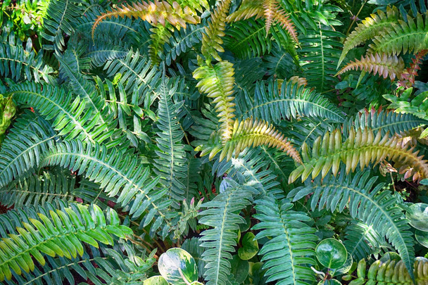 текстура рослини зеленого папороті
 - Фото, зображення
