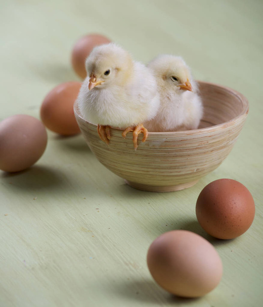 two chicks and eggs in a bowl - Φωτογραφία, εικόνα