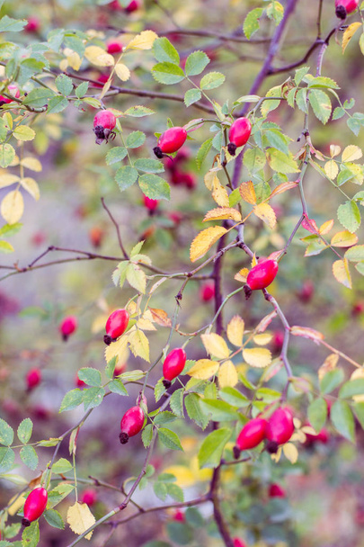Buisson sauvage de rose canine aux baies rouges en automne
 - Photo, image