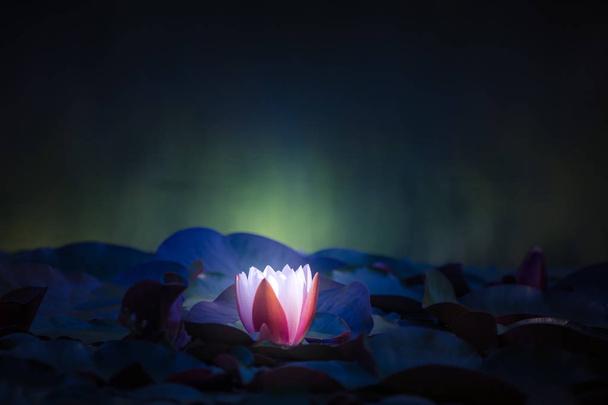 Piękne jasnoróżowe Lilie wodne rosnące w naturalnym staw. Kolorowa letnia sceneria z kwiatami wodnymi. - Zdjęcie, obraz