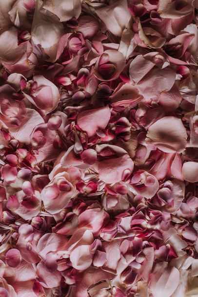 pink  rose flowers petals, full frame - Fotó, kép