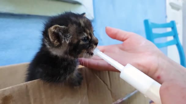 ミルクをポンピングするための特別な注射器ツールを使用してホームレスの子猫を養う若い女性の手のクローズアップ。少し空腹の猫を食べるのを助けます。人の優しさの概念. - 映像、動画