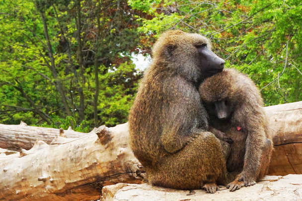 joven pareja de babuinos
 - Foto, Imagen