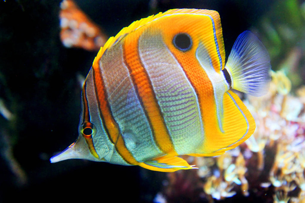 Copperband butterflyfish from the red sea - Photo, Image