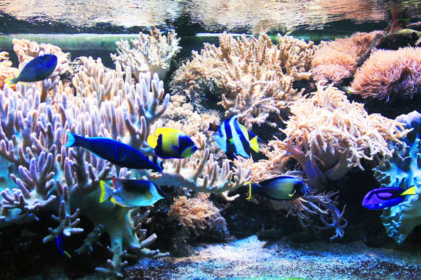 natürliche Korallen Aquarium Hintergrund - Foto, Bild