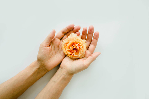 perfect peach rose in hands on white background - Valokuva, kuva