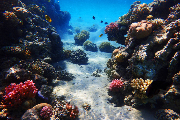 κοραλλιογενή ύφαλο στην Αίγυπτο - Φωτογραφία, εικόνα