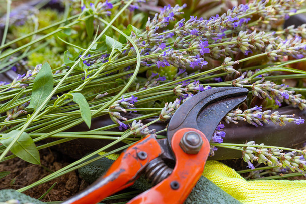 ciseaux et autres équipements de jardinage
  - Photo, image