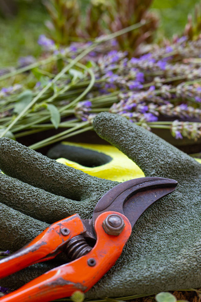 ножницы и другое садовое оборудование
  - Фото, изображение