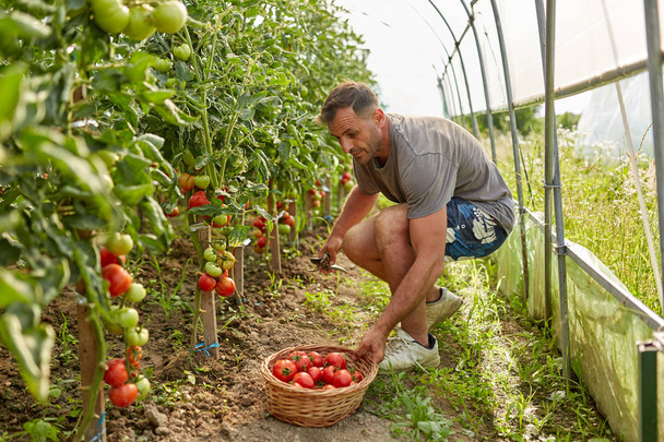 Farmer picking tomatoes in a basket, in the hothouse garden - Photo, Image