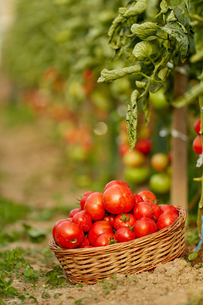 Homegrown ripening tomatoes on vines in a greenhouse garden - Fotografie, Obrázek