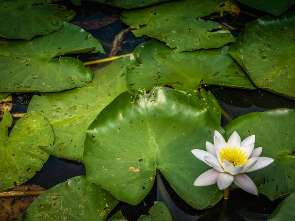 Лотос или Водяная лилия белый цветок закрыть
 - Фото, изображение