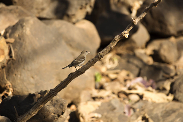 Yellow-throated sparrow, Petronia xanthocollis, Sinhagad valley, Pune district, Maharashtra, India - Photo, Image