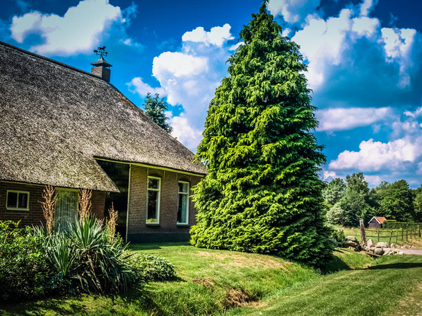 Дом с соломенной крышей и елкой
 - Фото, изображение