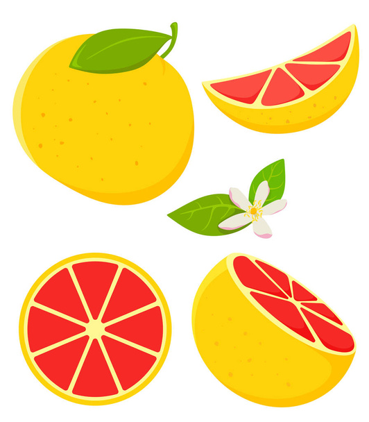 Conjunto de pomelos aislados en estilo de dibujos animados con floración. Ilustración vectorial sobre fondo blanco
. - Vector, Imagen