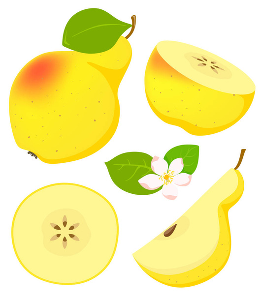 Set of isolated yellow pear in cartoon style with flowering. Vector illustration on white background. - Vektor, kép