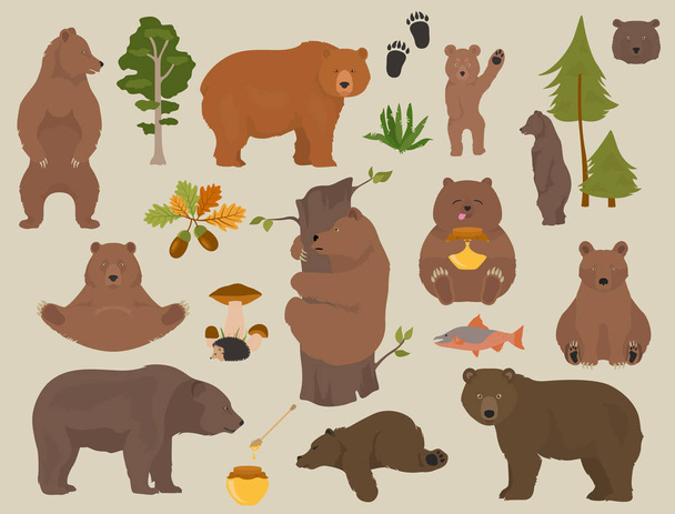 All bear species in one set. Bears in forest collection - Vector, Image