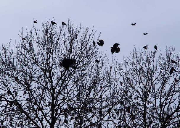 cuervos volando sobre árboles, enfoque selectivo
  - Foto, imagen