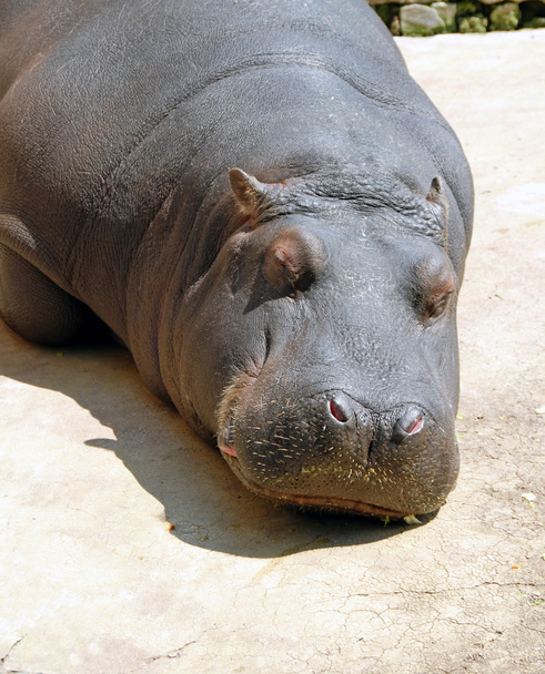 Hippopotamus sleeping - Photo, Image