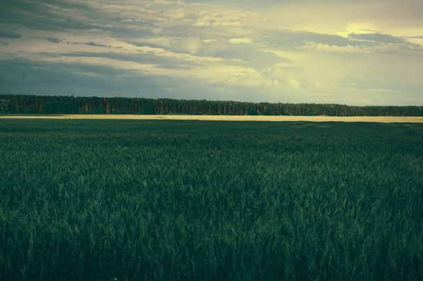 Grünes Weizenfeld auf dem Land - Foto, Bild
