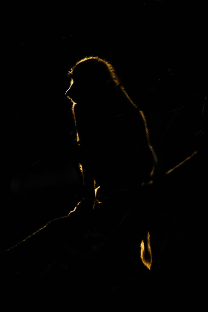 Zlatá silueta Oliva paviána ve tmě - Fotografie, Obrázek